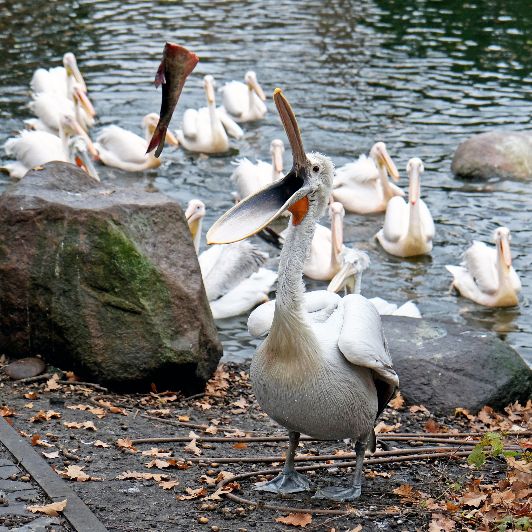 У КиївЗоо відбудеться останній вуличний пікнік пеліканів