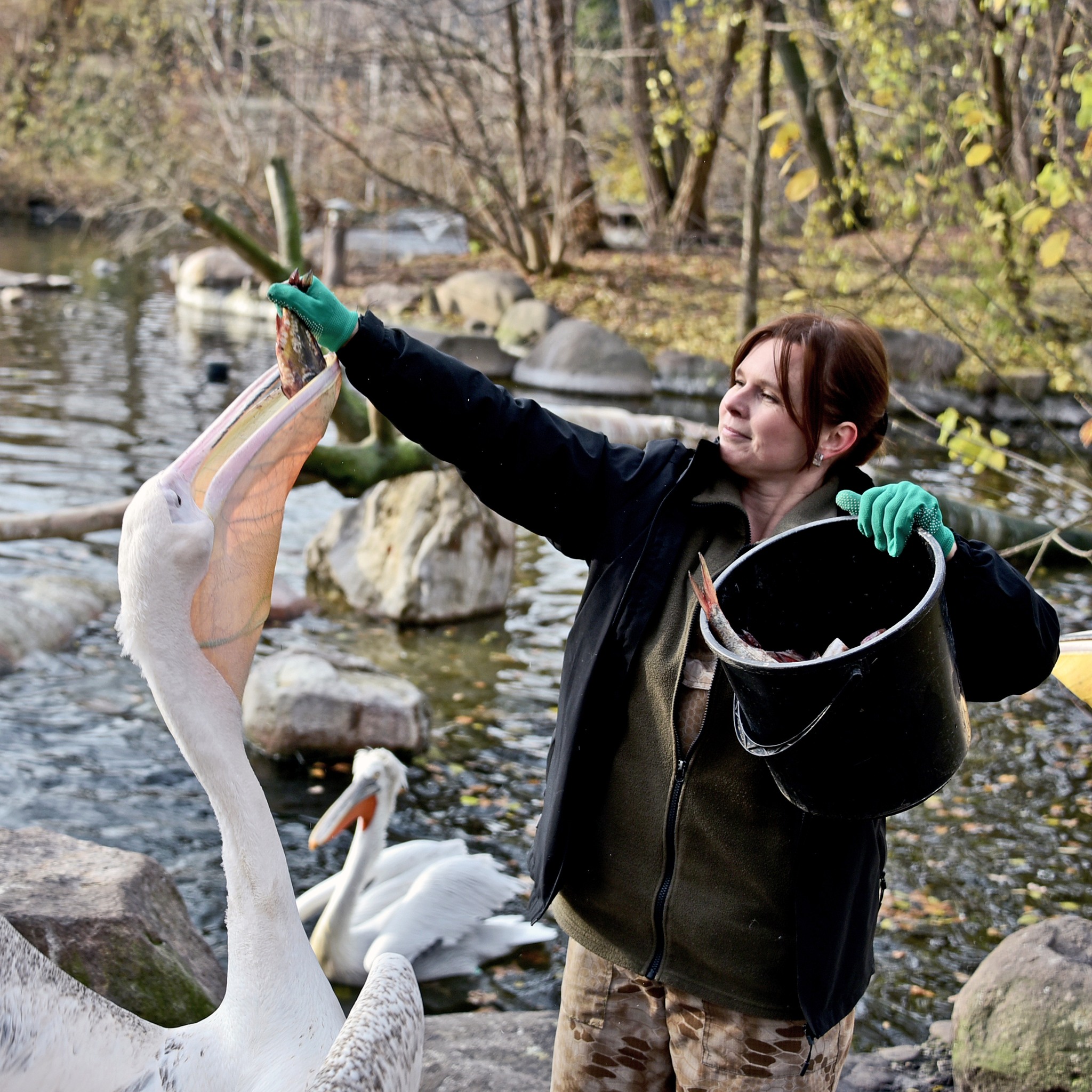 У КиївЗоо відбудеться останній вуличний пікнік пеліканів