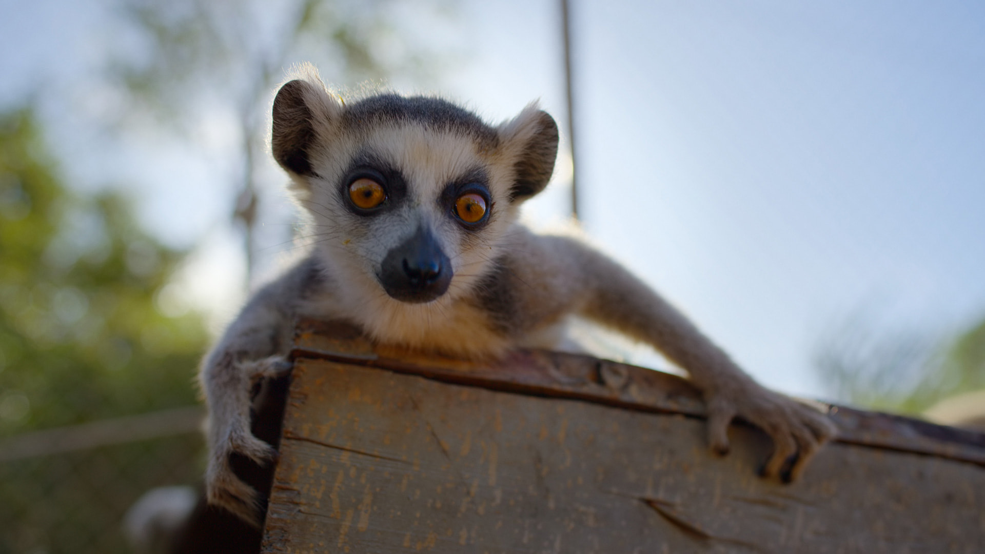 "Born to be Wild" / Apple TV Серіали грудня 2025: що подивитися цього місяця на Netflix та інших платформах