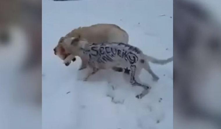 На левом берегу разрисованный дог нападает на других собак