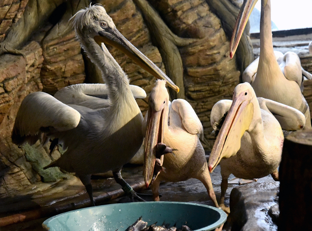 Пелікани київського зоопарку переселили в теплі будиночки з басейном: фото, відео