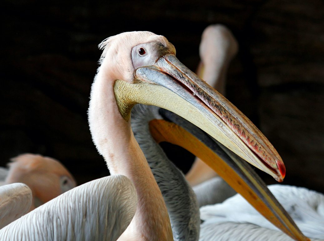 Пелікани київського зоопарку переселили в теплі будиночки з басейном: фото, відео