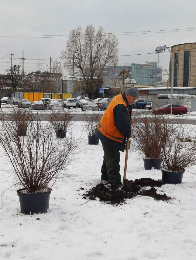 На перетині вулиць Шумського та Березняківській з'явились 24 сірі спіреї.