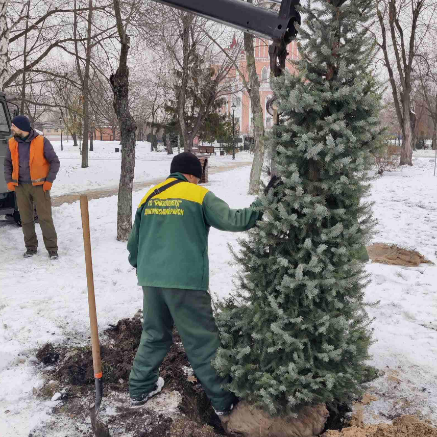 У парку "Аврора" на вулиці Сулеймана Стальського висадили дві сербські ялинки.