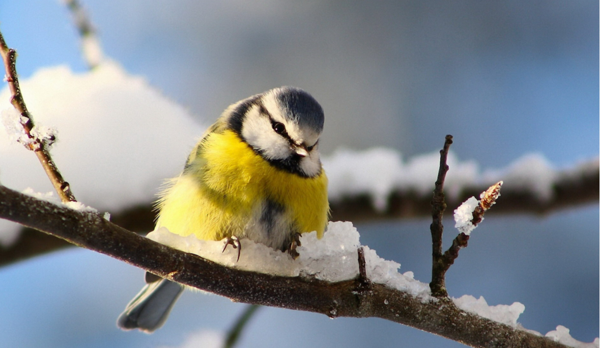 Киян просять підгодовувати птахів взимку: що можна давати