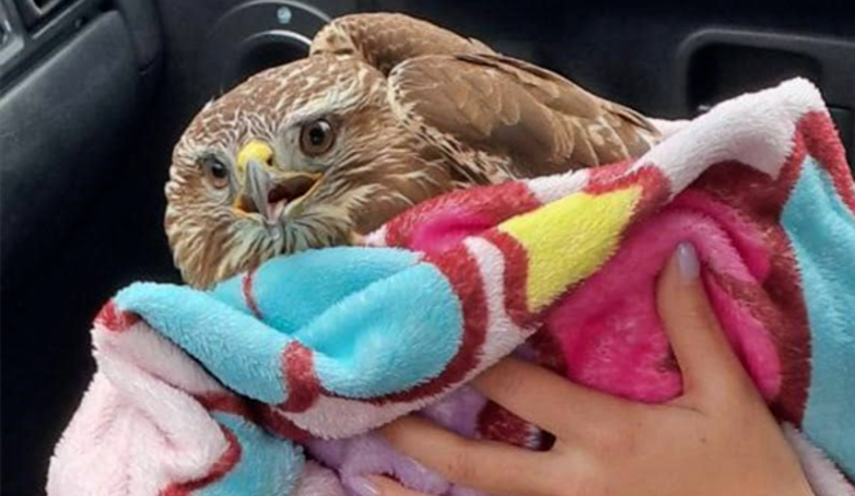Патрульні з Київщини врятували життя хижому птаху: фото