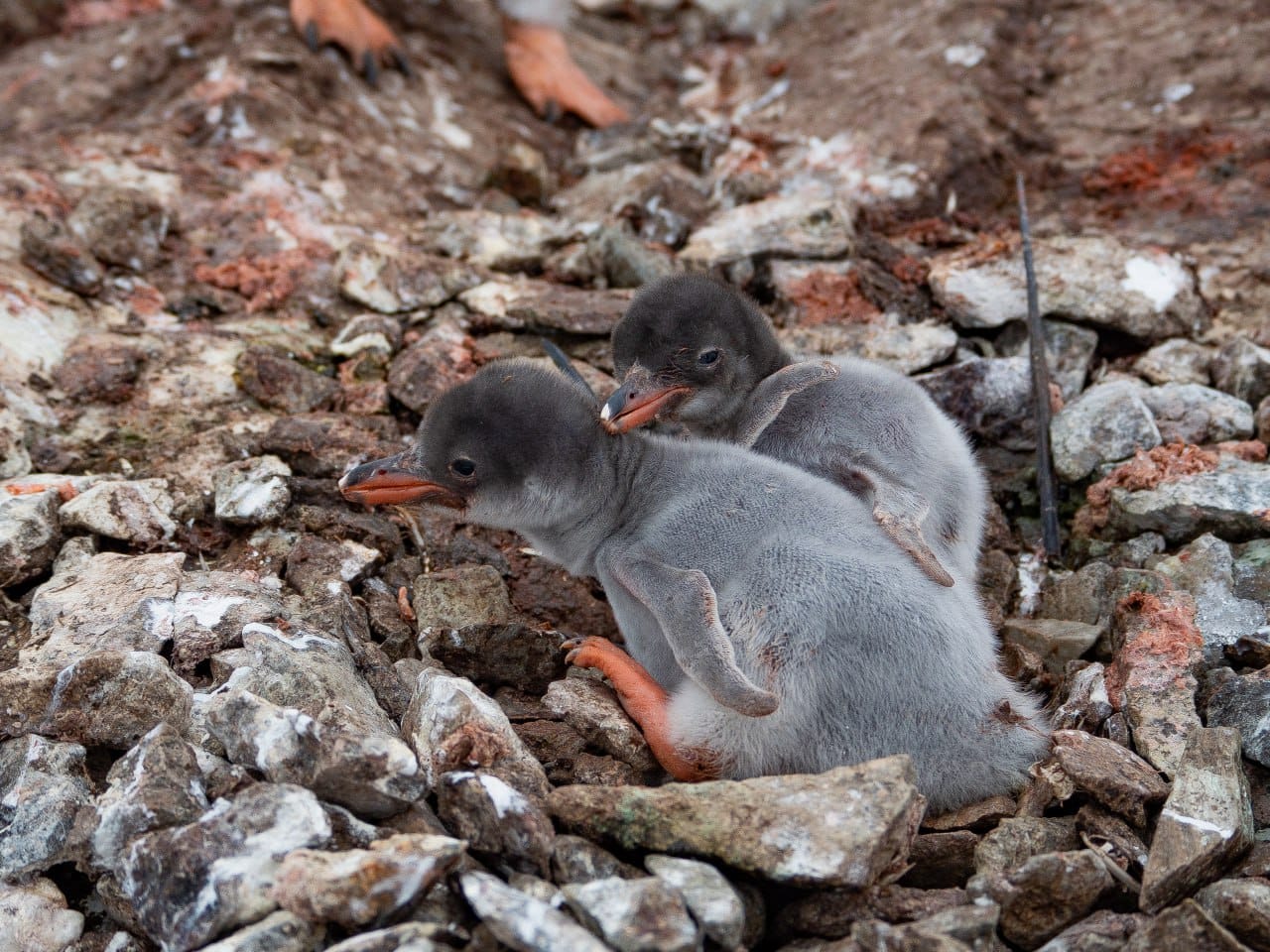 Біля станції “Академік Вернадський” з'явилися перші пташенята субантарктичних пінгвінів цього року