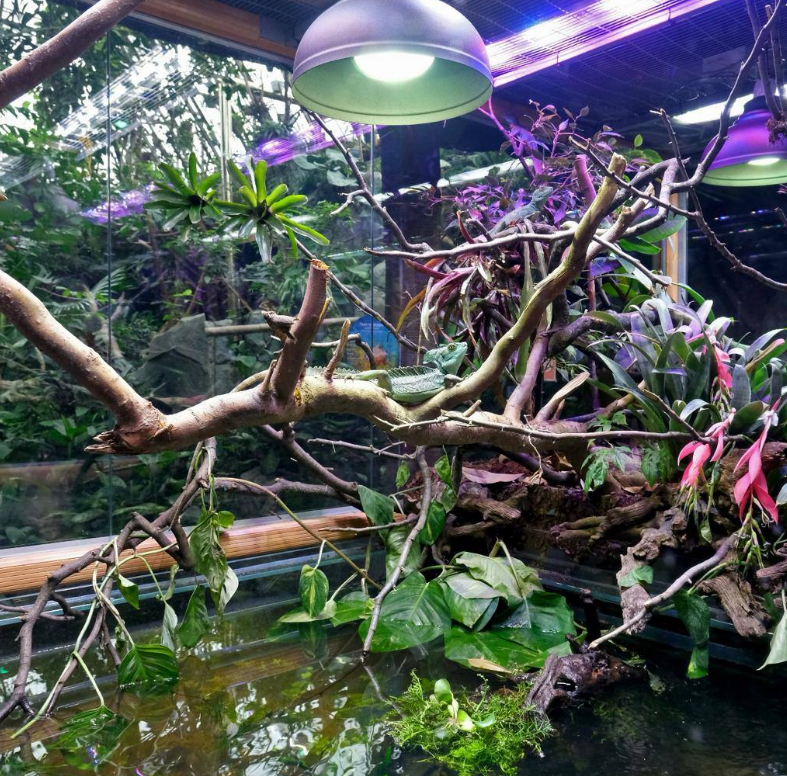 У Київському зоопарку відкрили експозицію з драконами