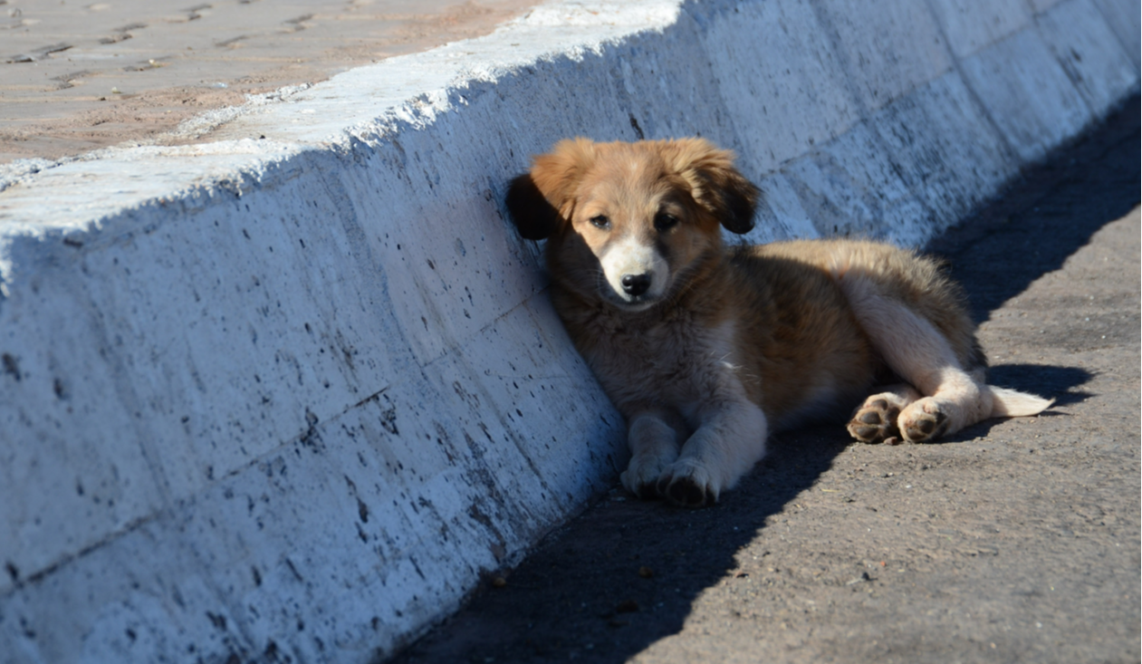 У Києві в Гідропарку отруїли чотирьох собак: подробиці