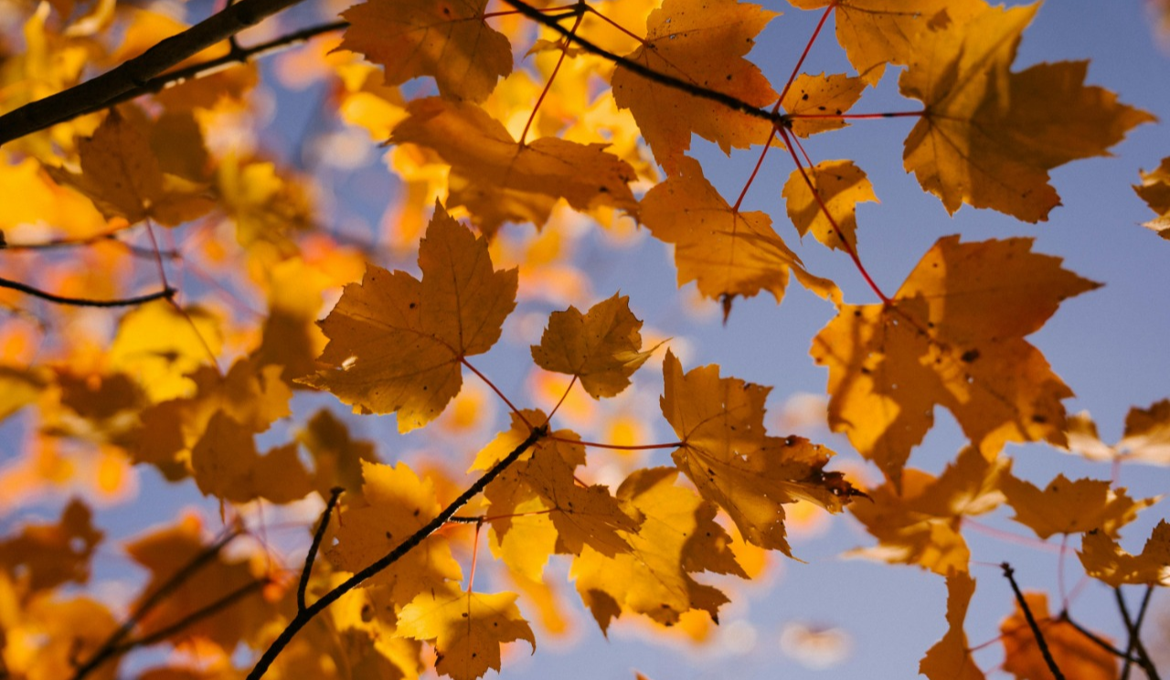 Один з найтепліших за весь час спостережень: погодні підсумки листопада у Києві