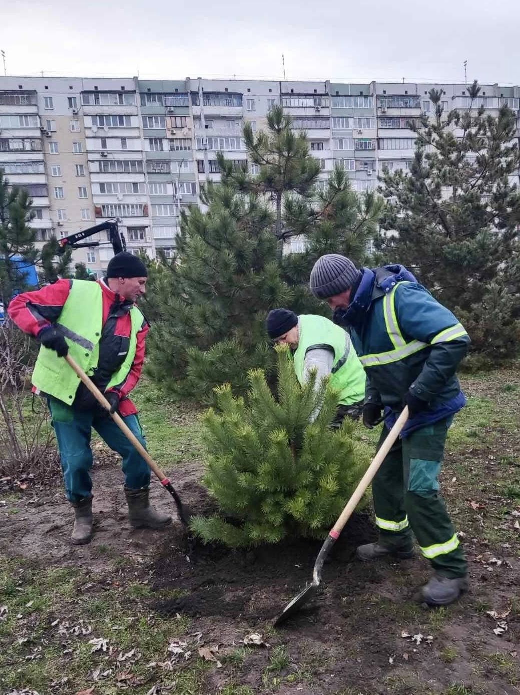 У двох парках Деснянського району в Києві висадили сосни: фото