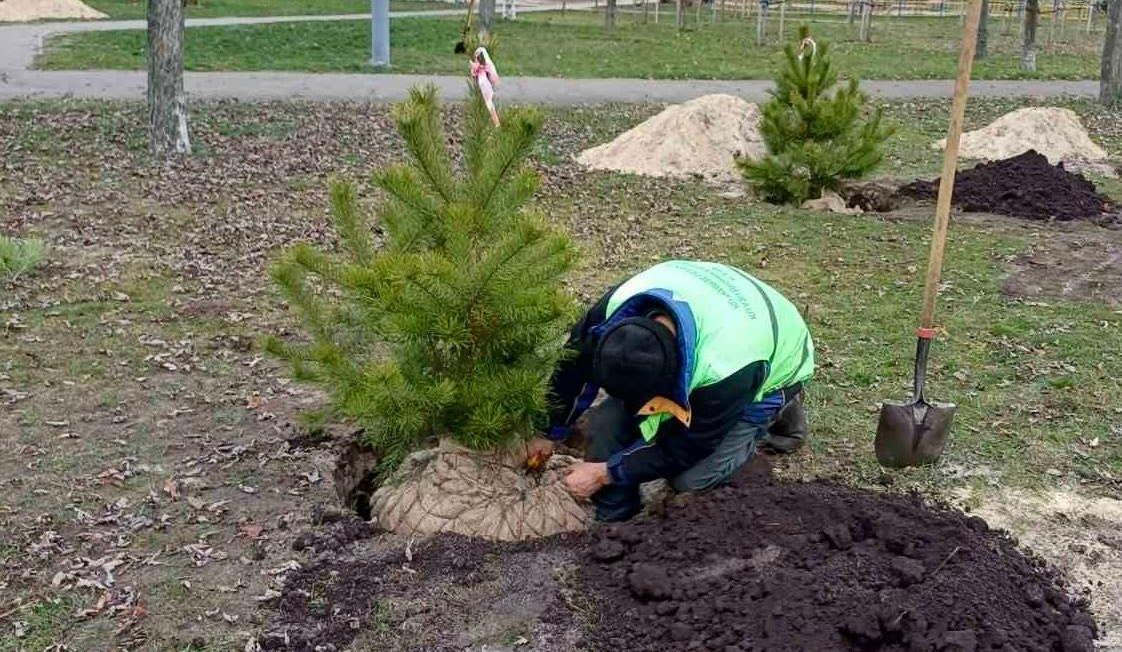 У двох парках Деснянського району висадили сосни: фото