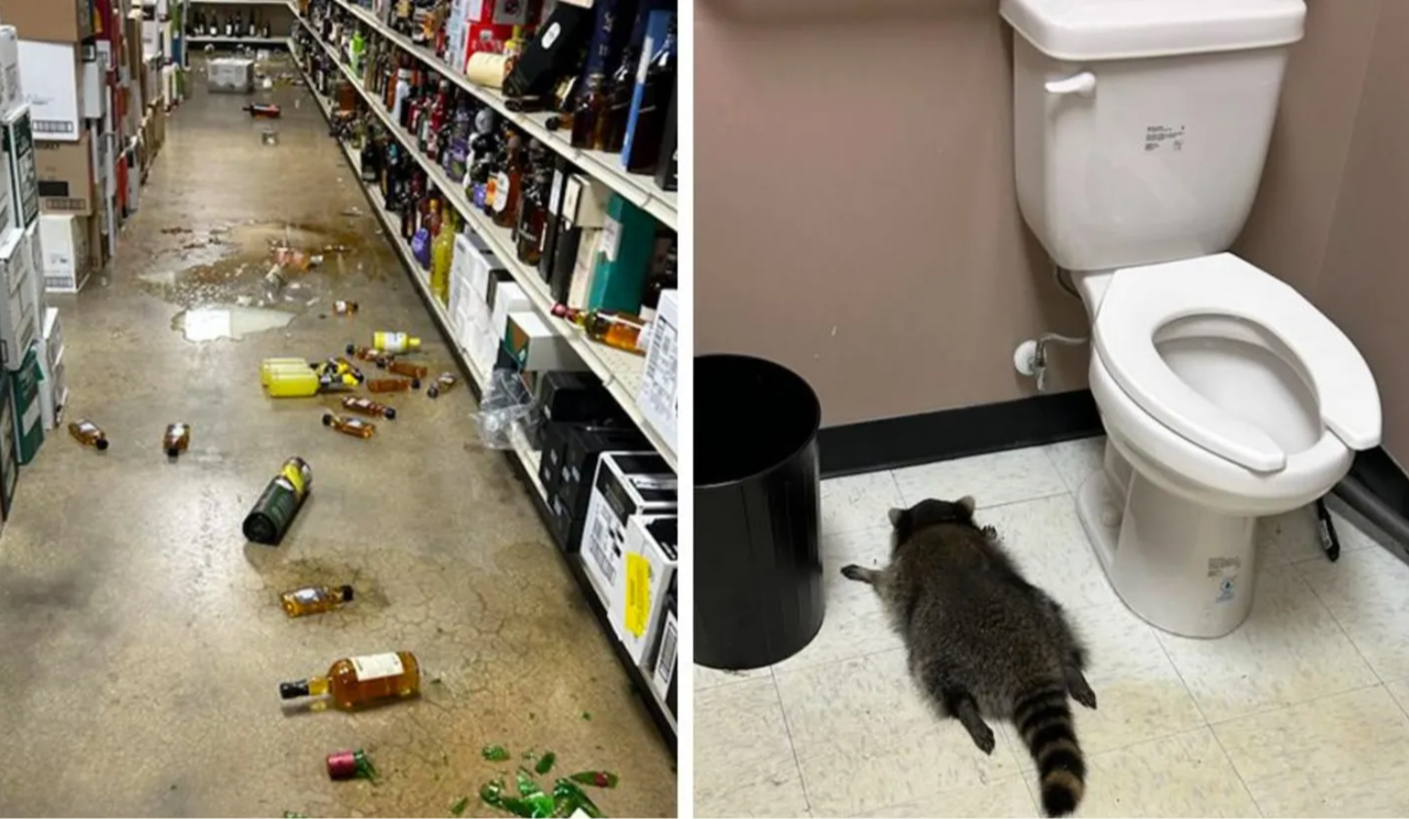 У США єнот влаштував погром у лікеро-горілчаному магазині, напився та заснув у туалеті