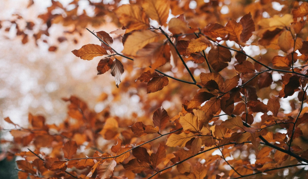 Цієї осені температура повітря у Києві перевищила кліматичну норму: деталі