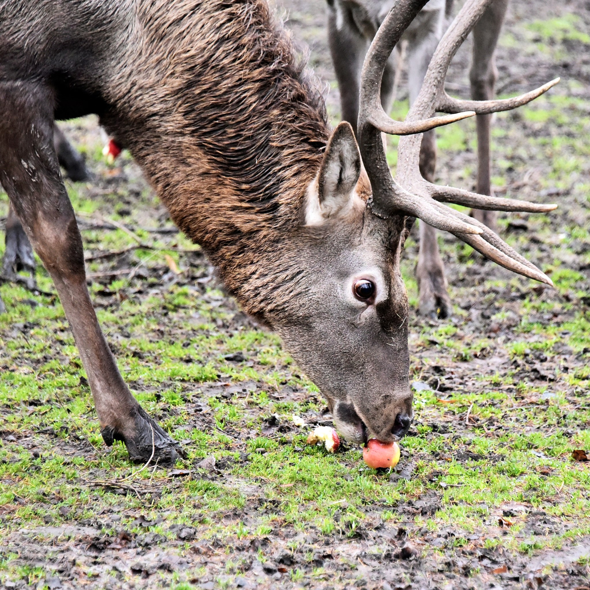 У КиївЗоо пройдуть яблучні частування копитних на Миколая