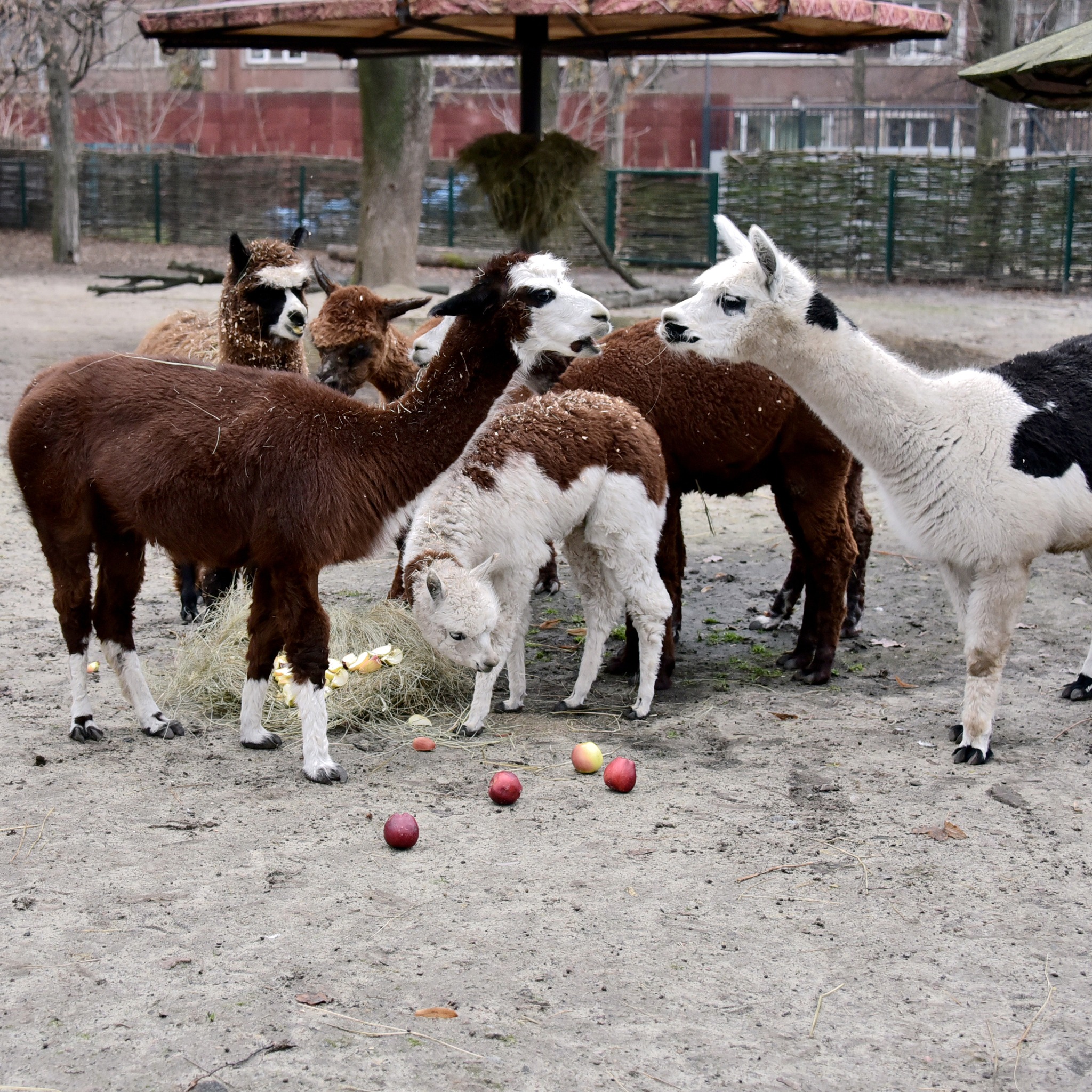 У КиївЗоо пройдуть яблучні частування копитних на Миколая