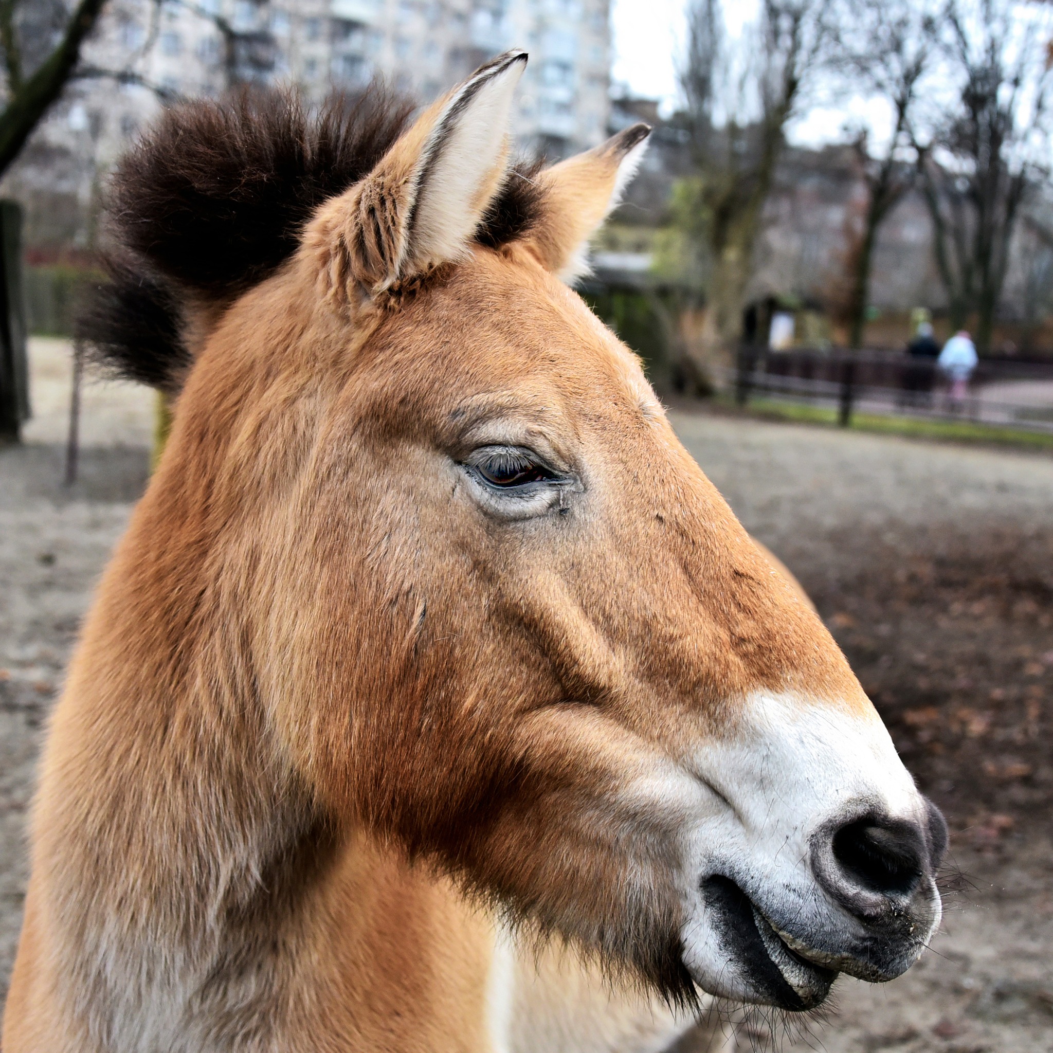 У КиївЗоо пройдуть яблучні частування копитних на Миколая