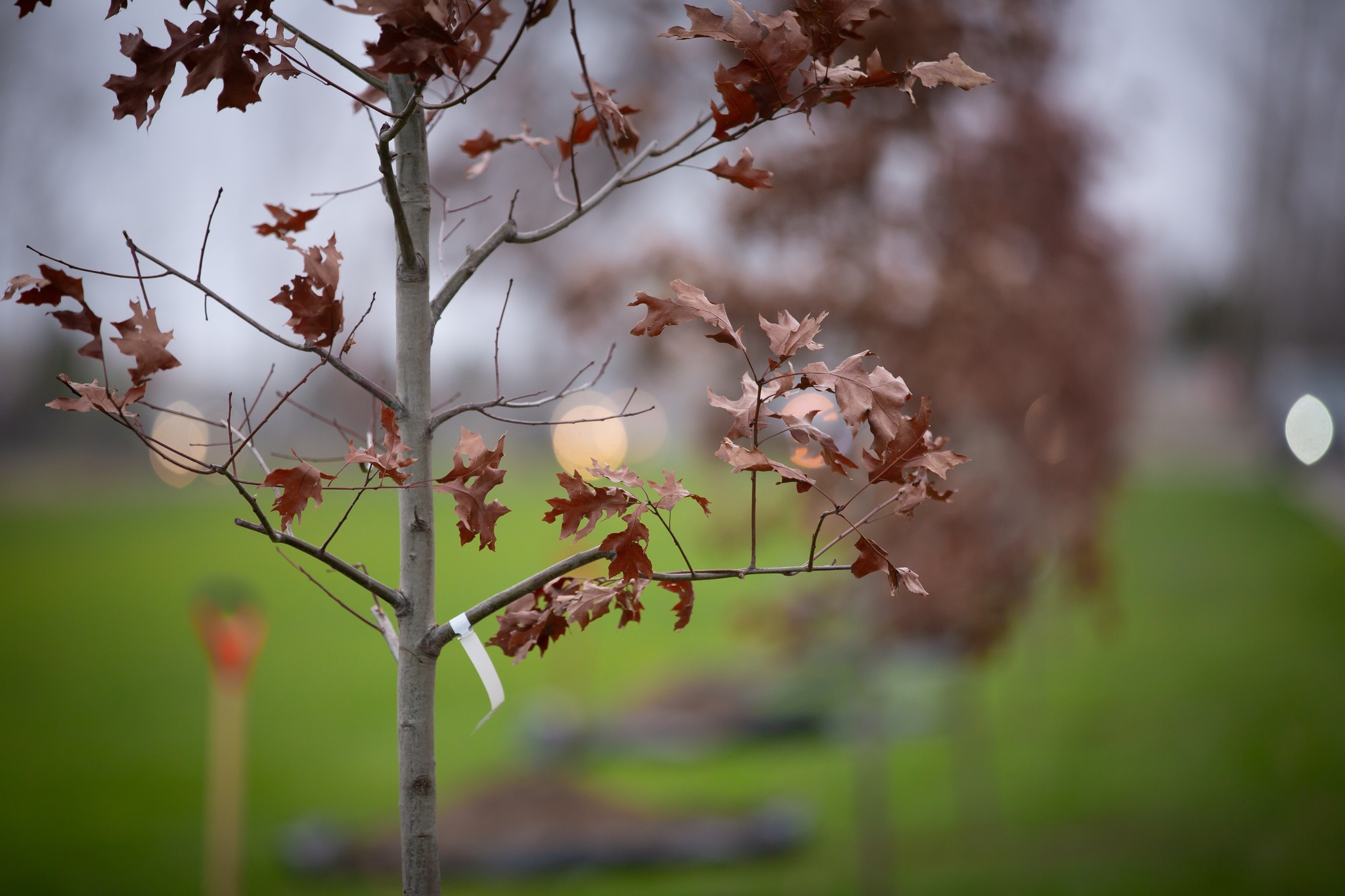 На Національному військовому меморіальному кладовищі висадили "Алею дубів"