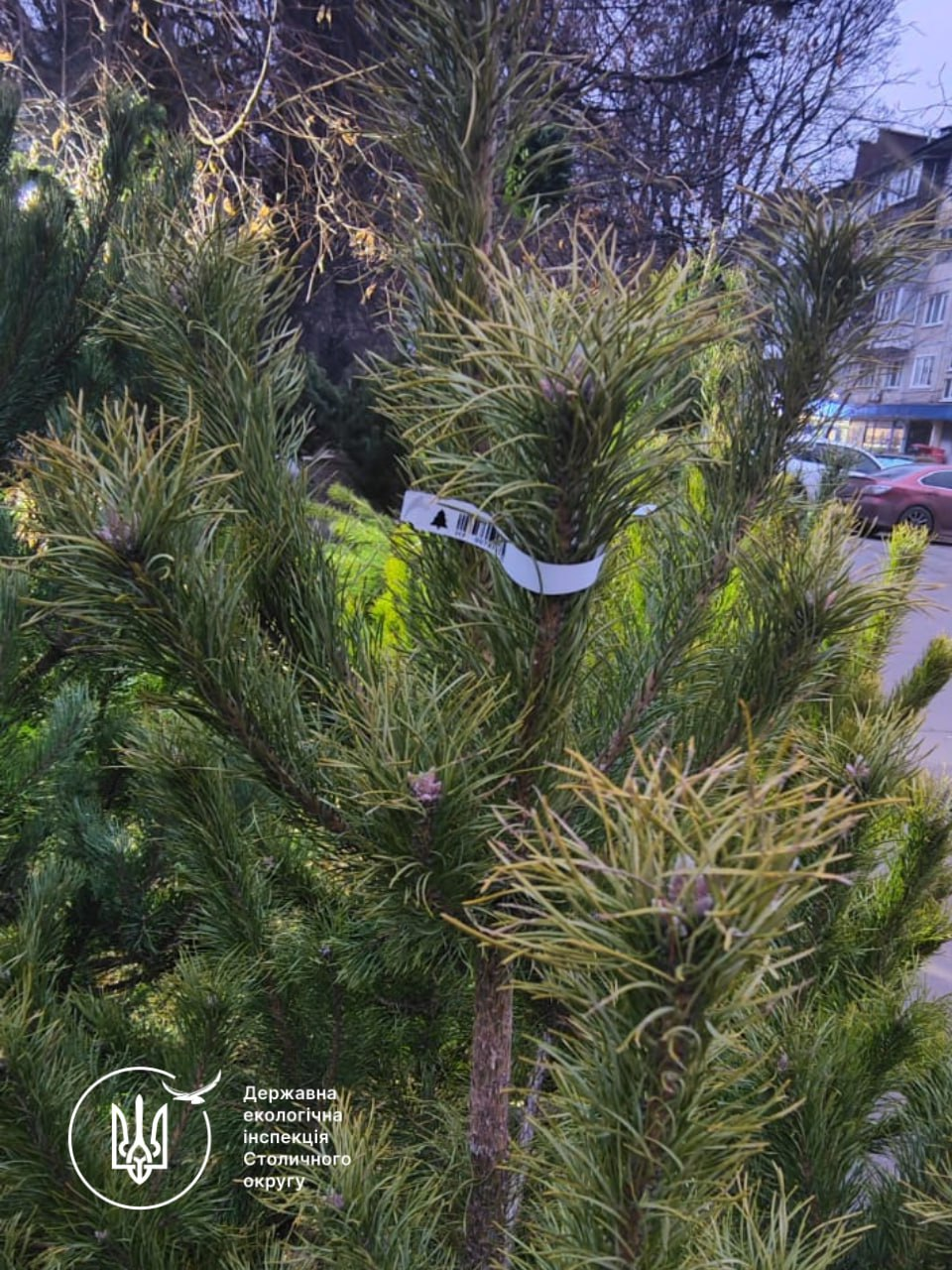 У Києві перевіряють ялинкові ярмарки: які штрафи за незаконну торгівлю