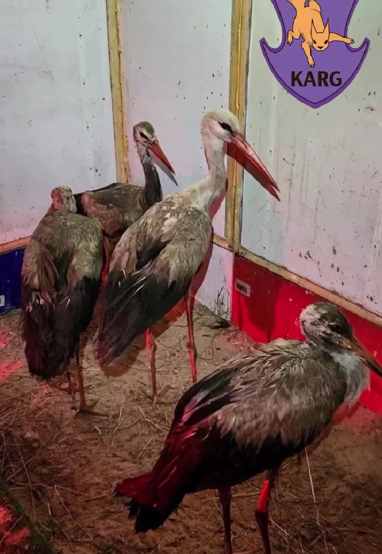 На Київщині врятували дев'ятьох лелек На Київщині врятували дев'ятьох лелек