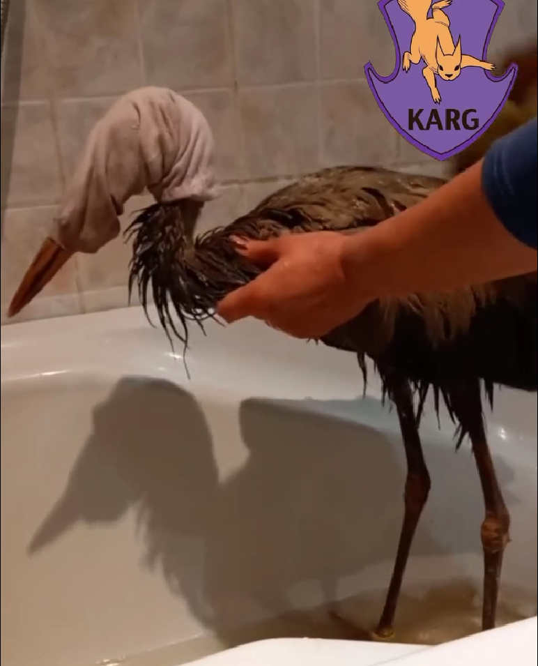 На Київщині врятували дев'ятьох лелек