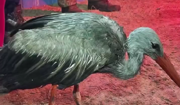 Сміттєва пастка: на Київщині врятували дев'ятьох лелек