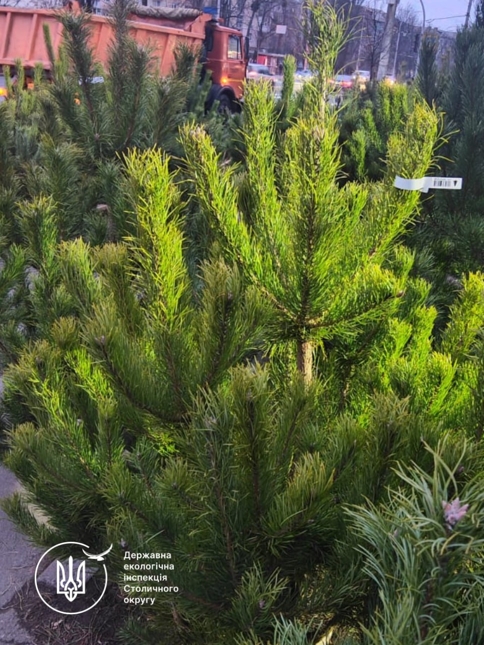 У Києві перевіряють ялинкові ярмарки: які штрафи за незаконну торгівлю