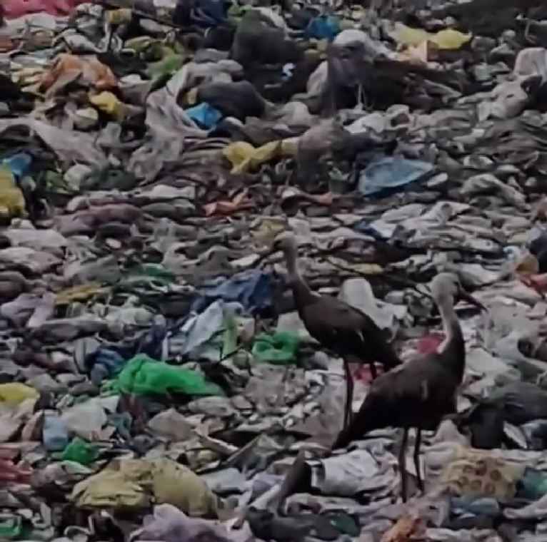 На Київщині врятували дев'ятьох лелек