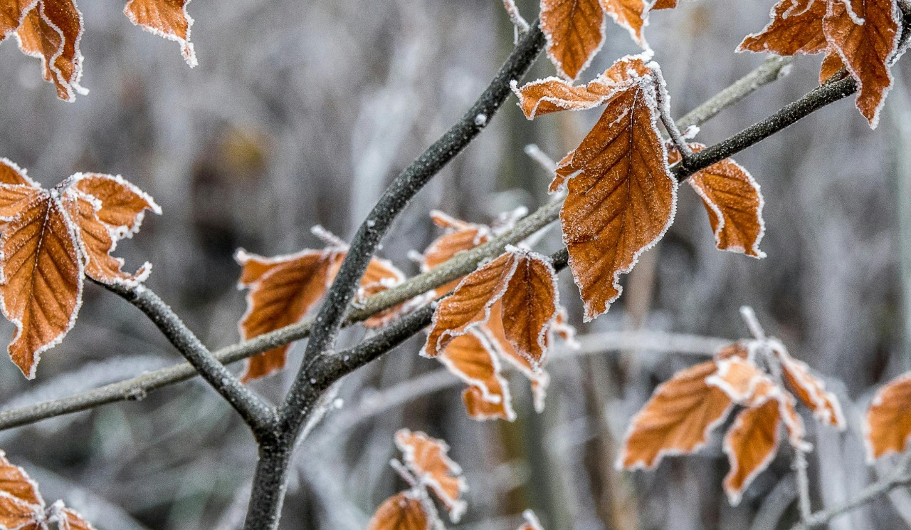 Прохолодно, з дощем та мокрим снігом: якою буде погода у Києві на вихідних