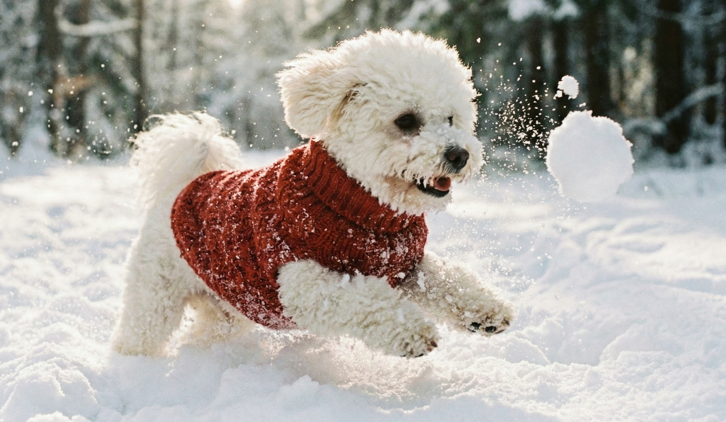 Зимові тусовки для песиків: на Арт-заводі Платформа відкривається Winter PesPark