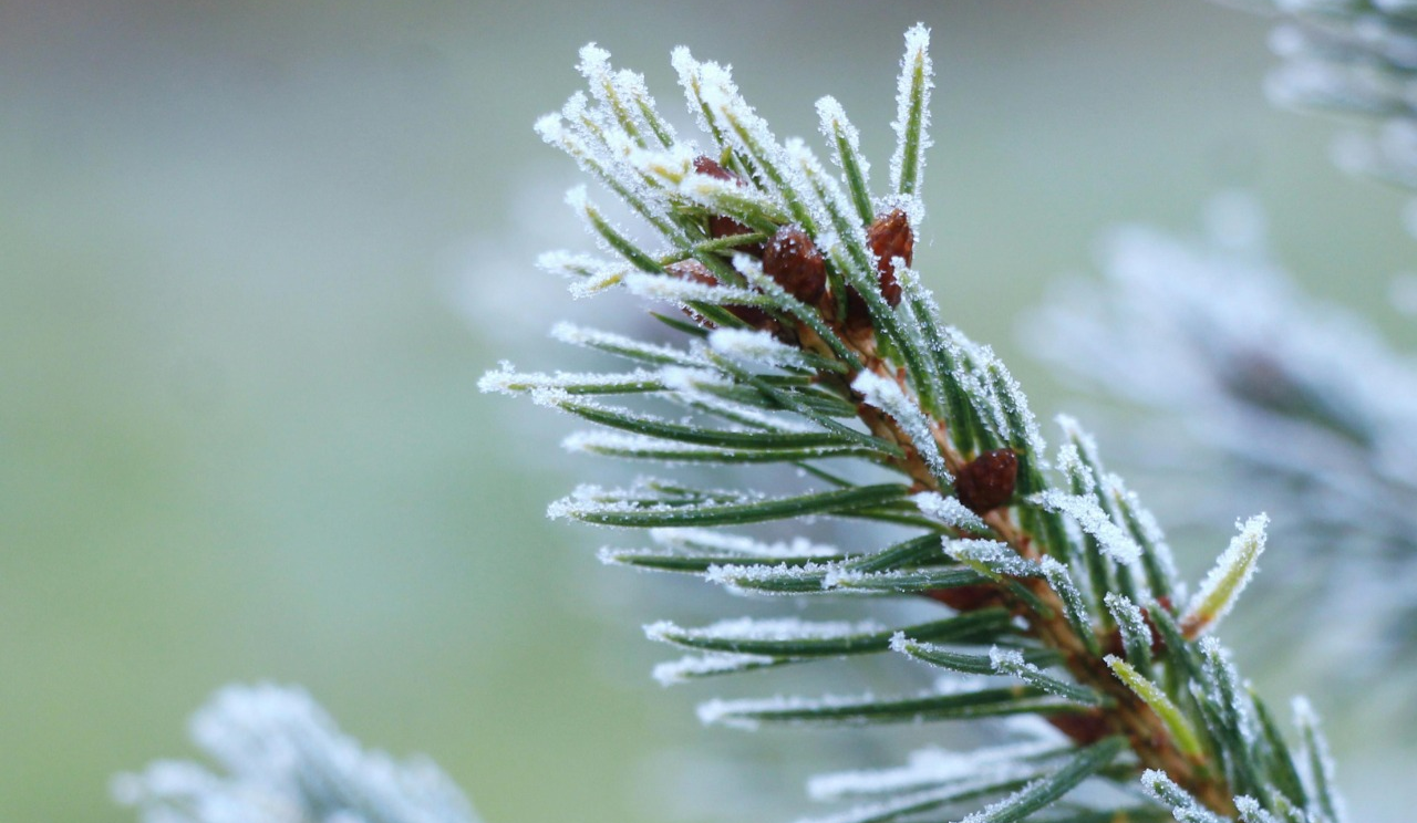 Хмарно, морозно та без опадів: якою буде погода у Києві наступного тижня