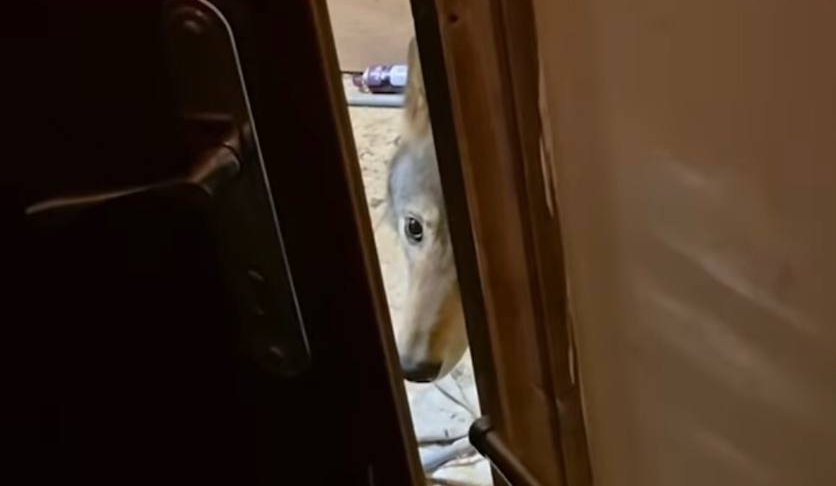 Зоозахисники врятували вовка, якого утримували в квартирі на Оболоні: подробиці