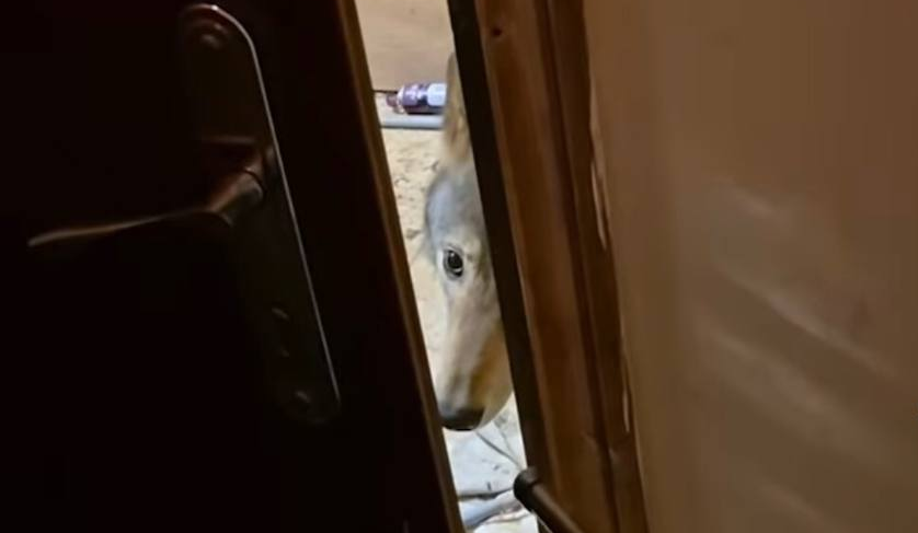 Зоозахисники врятували вовка, якого утримували в квартирі на Оболоні: подробиці