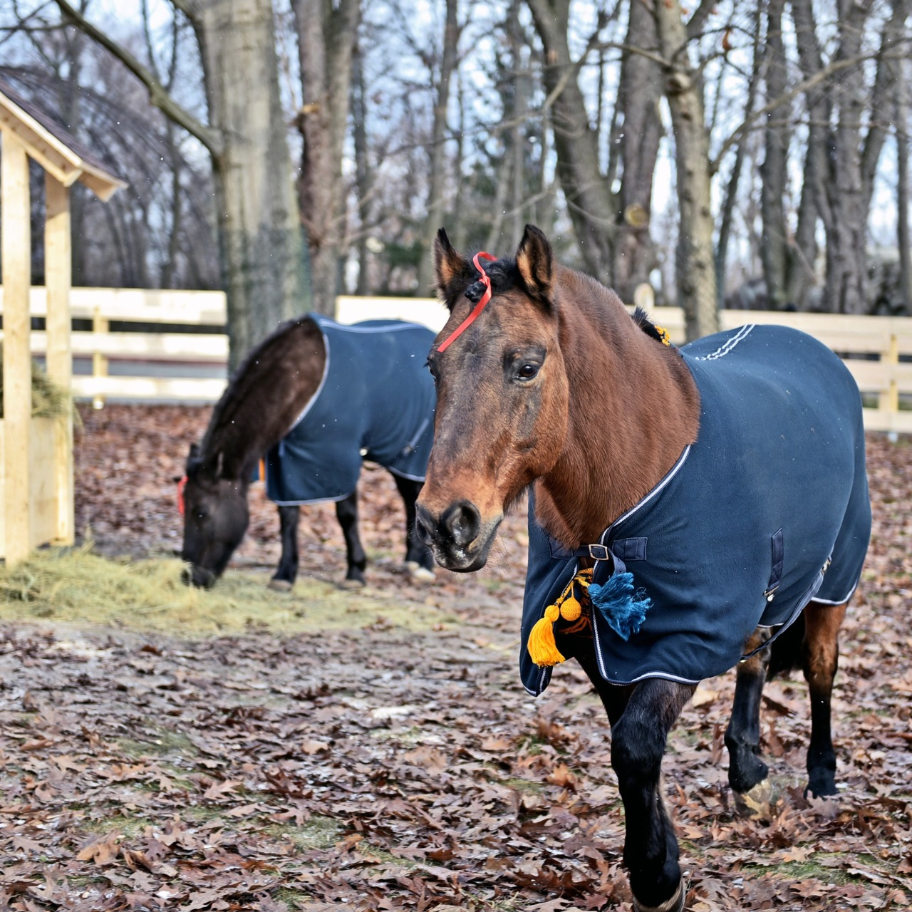 У Київському зоопарку можна побачити гуцульських коней: фото