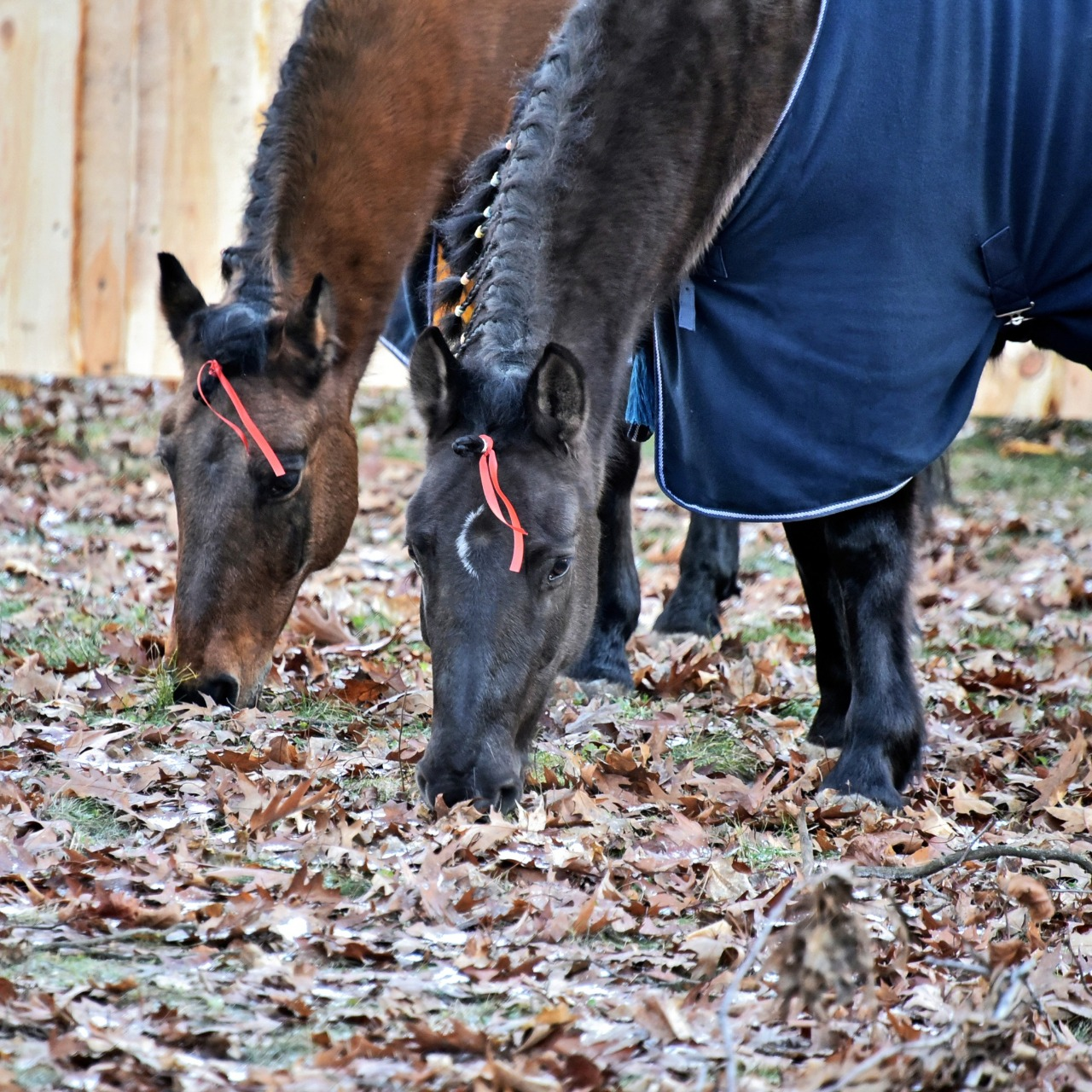 У Київському зоопарку можна побачити гуцульських коней: фото