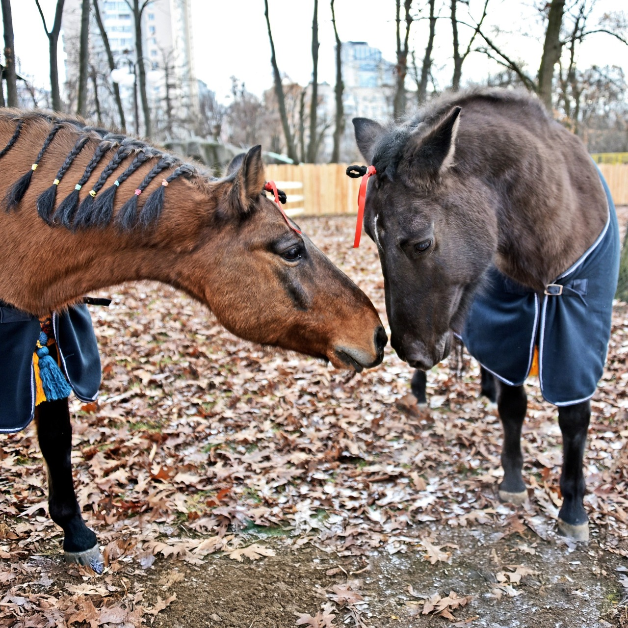 У Київському зоопарку можна побачити гуцульських коней: фото