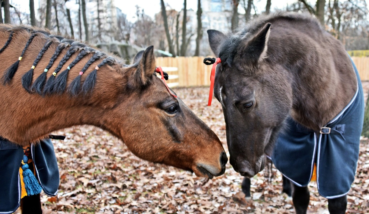 У столичному зоопарку можна побачити гуцульських коней: фото