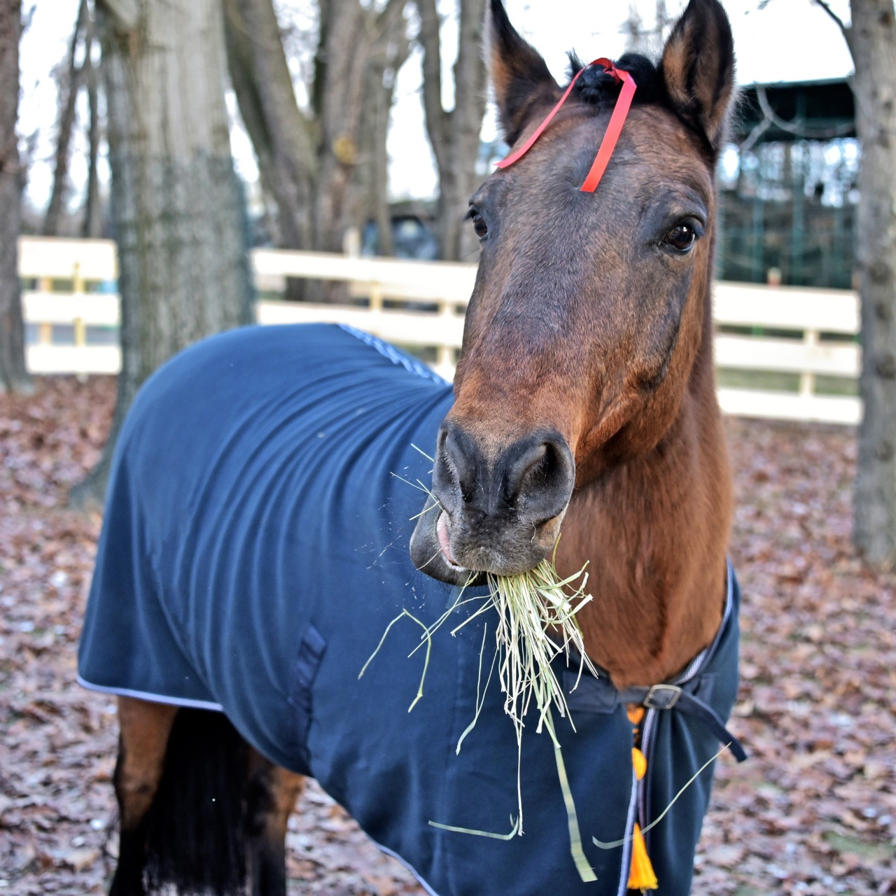 У Київському зоопарку можна побачити гуцульських коней: фото