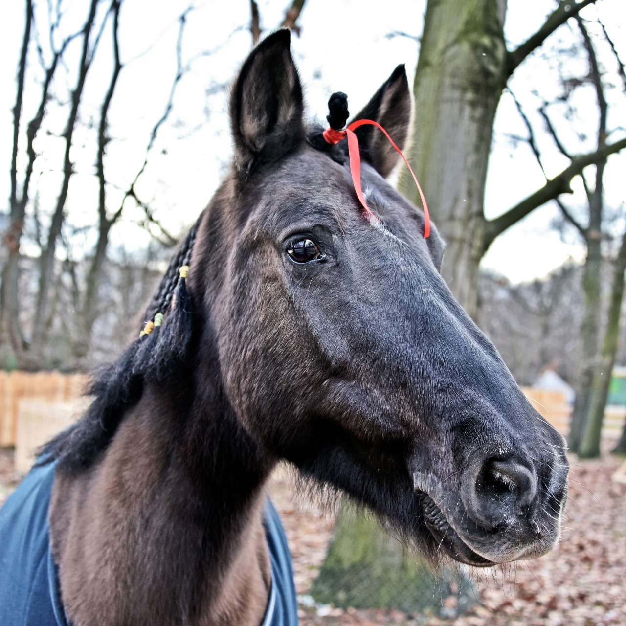 У Київському зоопарку можна побачити гуцульських коней: фото