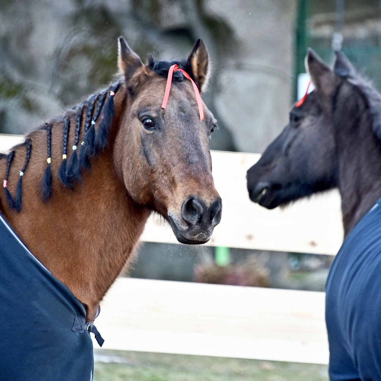 У Київському зоопарку можна побачити гуцульських коней: фото