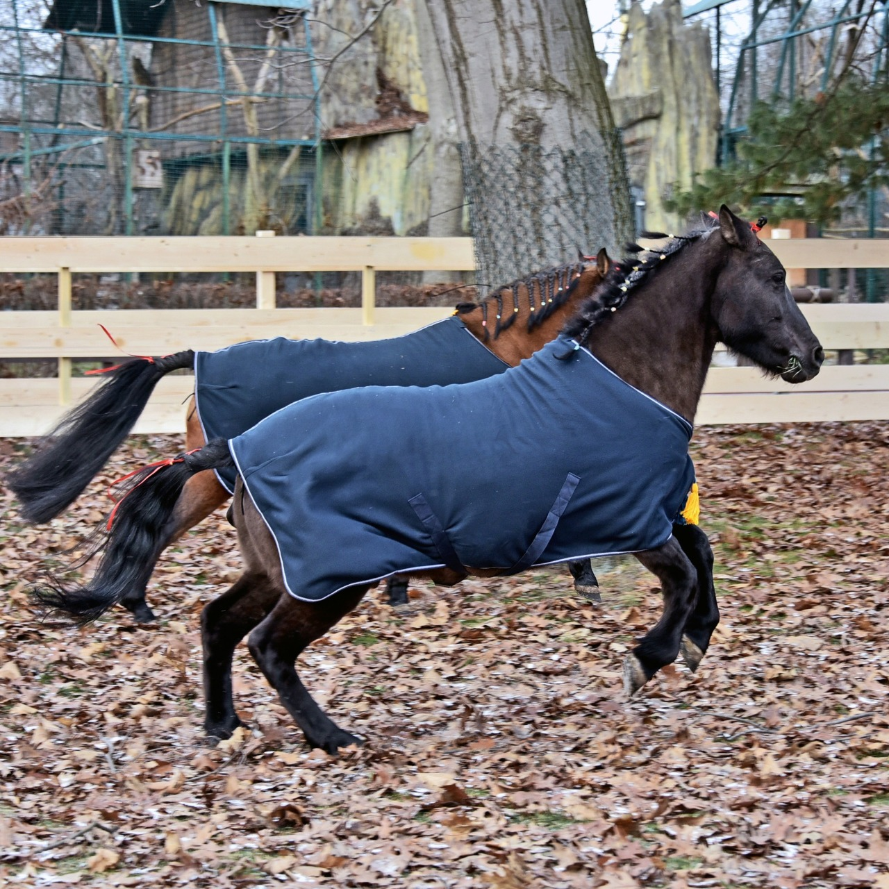 У Київському зоопарку можна побачити гуцульських коней: фото