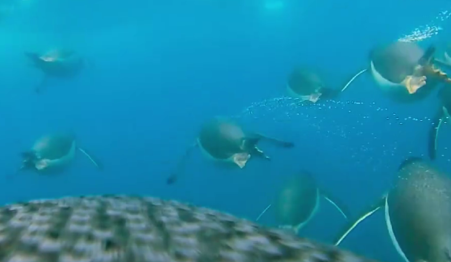 Підводні "шумахери": українські полярники показали захопливе відео полювання пінгвінів