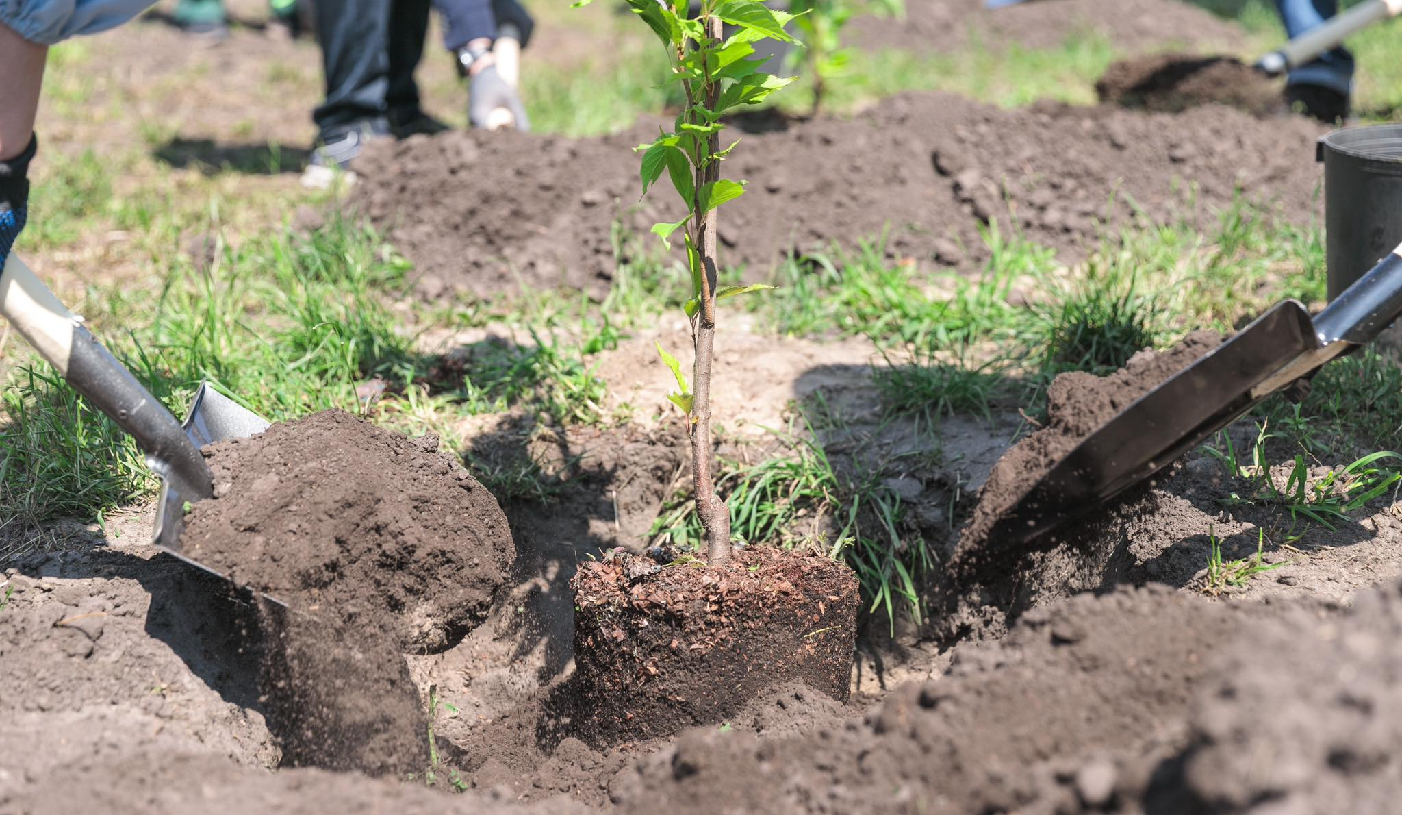 Понад 7 тисяч нових дерев, дощові садки та декоративні луки: підсумки озеленення у Києві в 2025 році